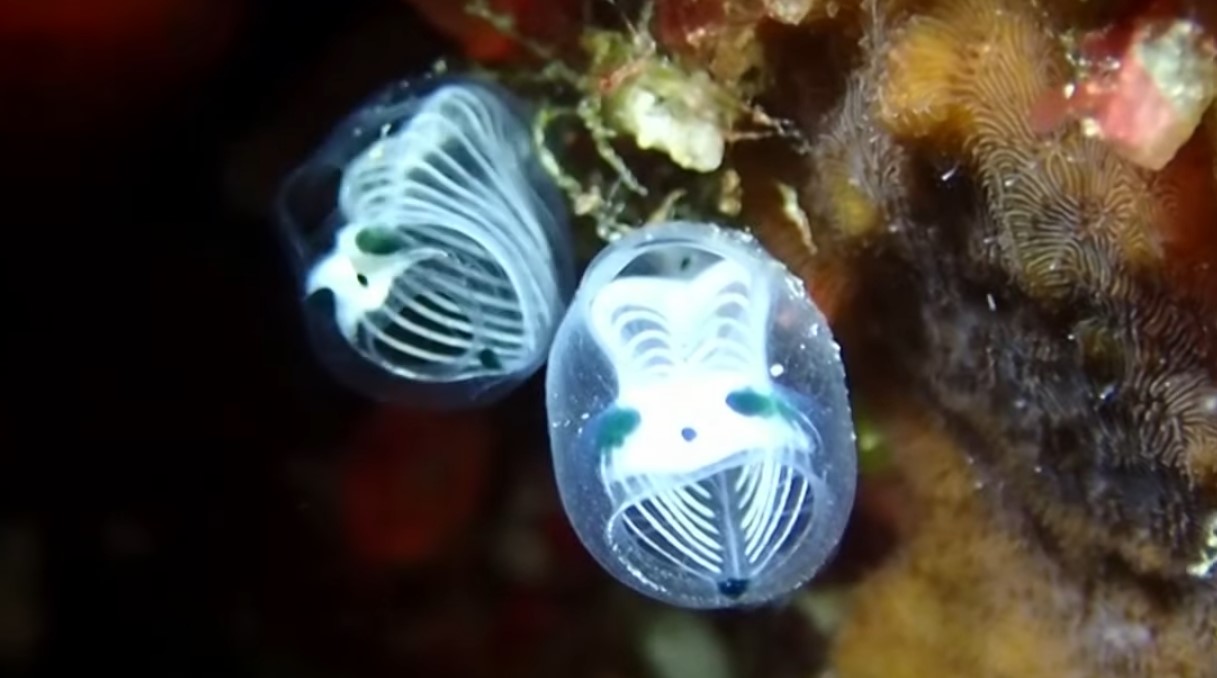 Penemuan Spesies Baru Skeleton Panda Sea Squirt di Perairan Jepang