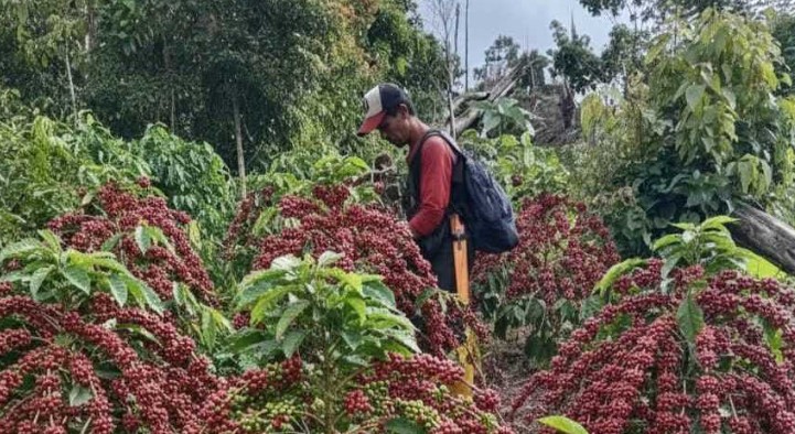Harga Kopi di OKU Selatan Stagnan, Pengepul Resah Tak Bisa Raup Untung