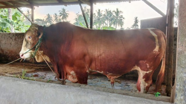 Presiden Prabowo Serahkan Sapi Kurban Seberat Satu Ton untuk Masyarakat OKU Timur