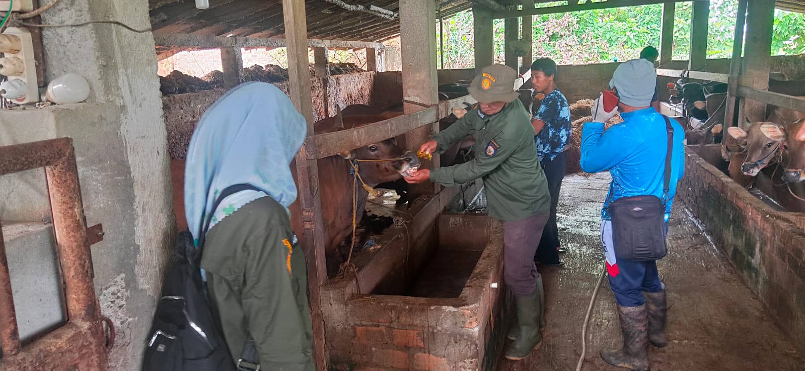 WAJIB TELITI!! Di OKU, Ditemukan Hewan Belum Penuhi Syarat Kurban