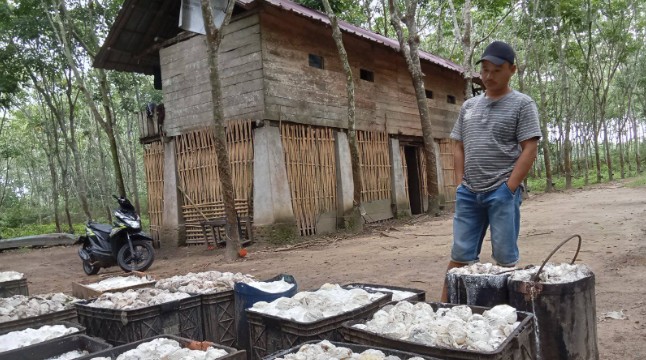 Harga Getah Karet di OKU Selatan Anjlok ke Rp8.000 per Kilo, Petani Kian Tertekan
