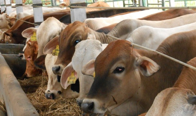 Kemenag OKU Selatan Kurban 12 Ekor Sapi