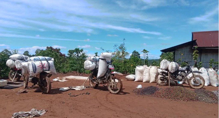 Musim Panen, Harga Kopi OKU Selatan Turun Jadi Rp 43.000/Kg