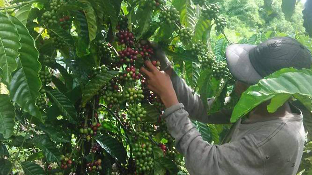 Harga Kopi di OKU Selatan Capai Rp30 Ribu per Kilogram