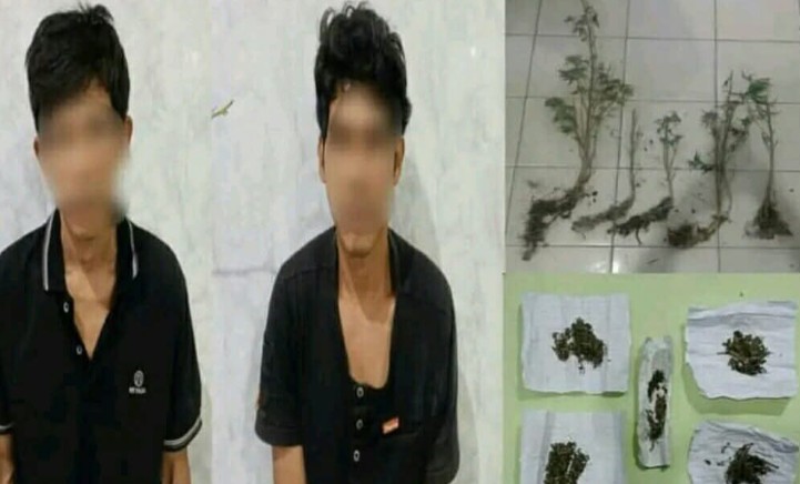 Polisi Gerebek Ladang Ganja di OKU Selatan, Temukan Pohon dan Paket Siap Edar