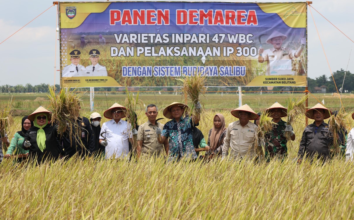 Peringkat 9 Nasional, Produksi Padi OKU Timur Capai 716.876 Ton GKG