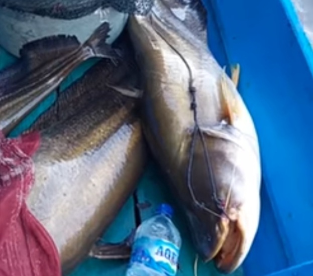 5 Jenis Ikan Terdapat di Sungai Ogan Komering Ulu, Nomor 4 Bobotnya sebesar Perahu dan Mulai Langka