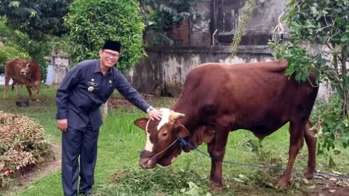 Pj Bupati OKU Berkurban 10 Sapi Disebar Disini