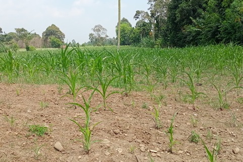 KEKERINGAN! Petani Jagung di Muaradua Terancam Gagal Panen 