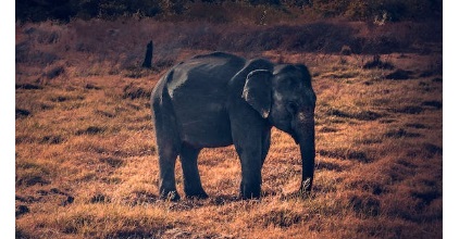 4 Arti Mimpi Bertemu Gajah Lambang Keberanian