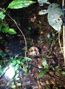 Geger! Tengkorak Manusia Ditemukan di Hutan Belukar 