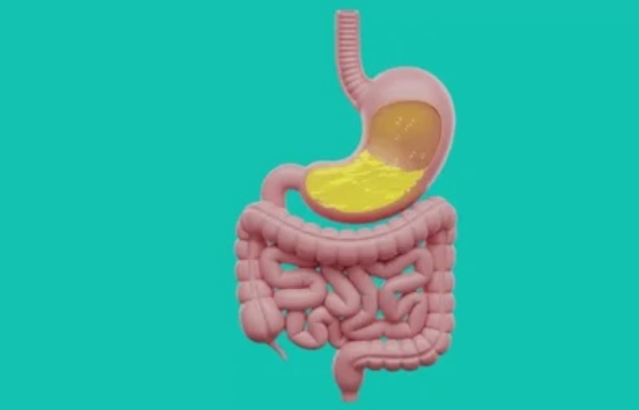 Mengenal Peran Penting Lambung dan Cara Menjaganya Tetap Sehat