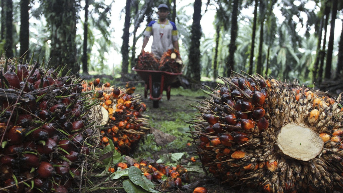 Harga Sawit di OKU Masih Rp2100 Per Kilogram