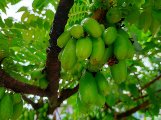 4 Manfaat Belimbing Wuluh untuk Kesehatan yang Jarang Diketahui