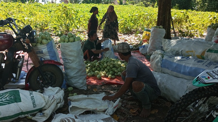 Kemarau Panjang, Petani Terong di OKU Merugi Ini Penyebabnya