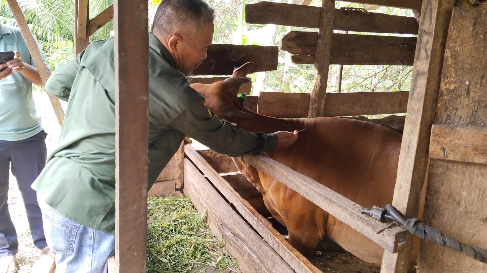 Cegah PMK, Ratusan Ternak di OKU Sumsel Divaksin Gratis oleh Dinas Pertanian