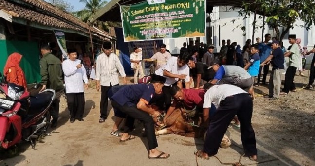 Kurban Spesial dari Presiden: Sapi Jumbo Bikin Panitia di OKU Kewalahan