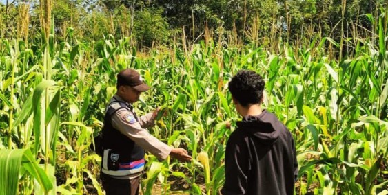 Dampingi Petani Jagung, Dukung Ketahanan Pangan di OKU Selatan
