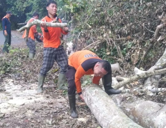 BPBD OKU Selatan Evakuasi Pohon Tumbang di Jalan Jagaraga