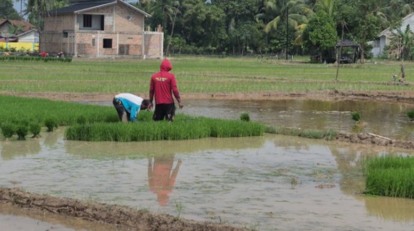 Harga Gabah Naik, Petani OKU Timur Tetap Dihantui Hama dan Ancaman Kemarau