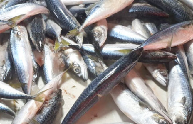 Dinas Perikanan OKU Genjot Produktivitas Lewat Pokdakan