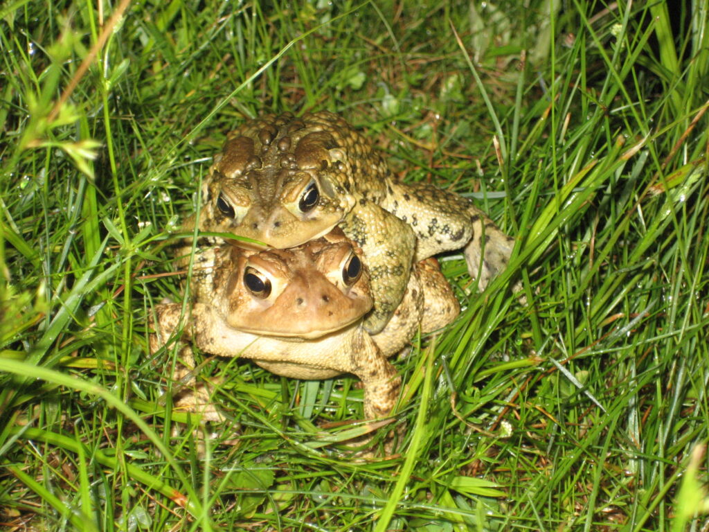 Penelitian Terbaru Ungkap Katak Betina Punya Cara Unik Hindari Kawin Paksa