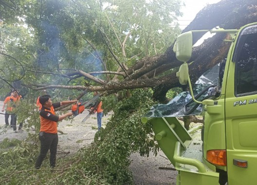 Hujan Deras dan Angin Kencang, Pohon Besar Tumbang Tutup Jalan Lintas Sumatera