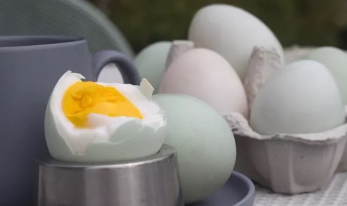 Mengulik Khasiat Kuning Telur Bebek untuk Kesehatan