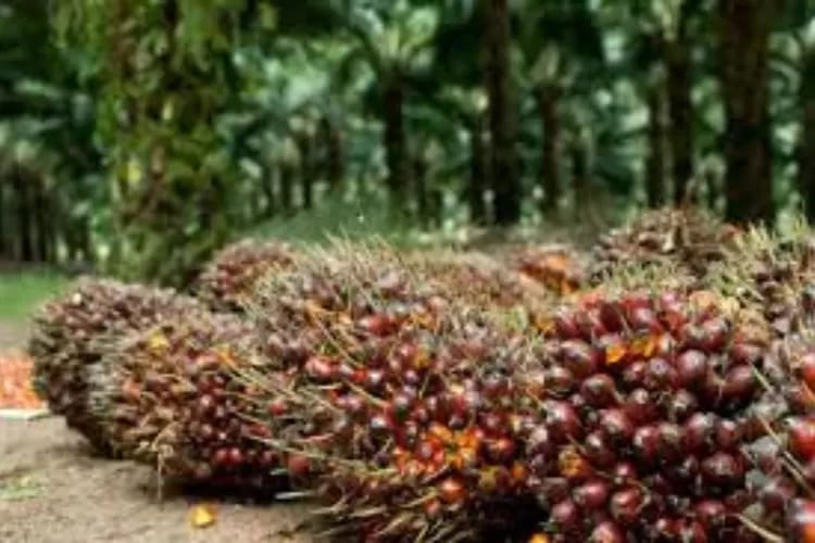 Sumsel Produksi 3,3 Juta Ton Kelapa Sawit Setiap Tahun