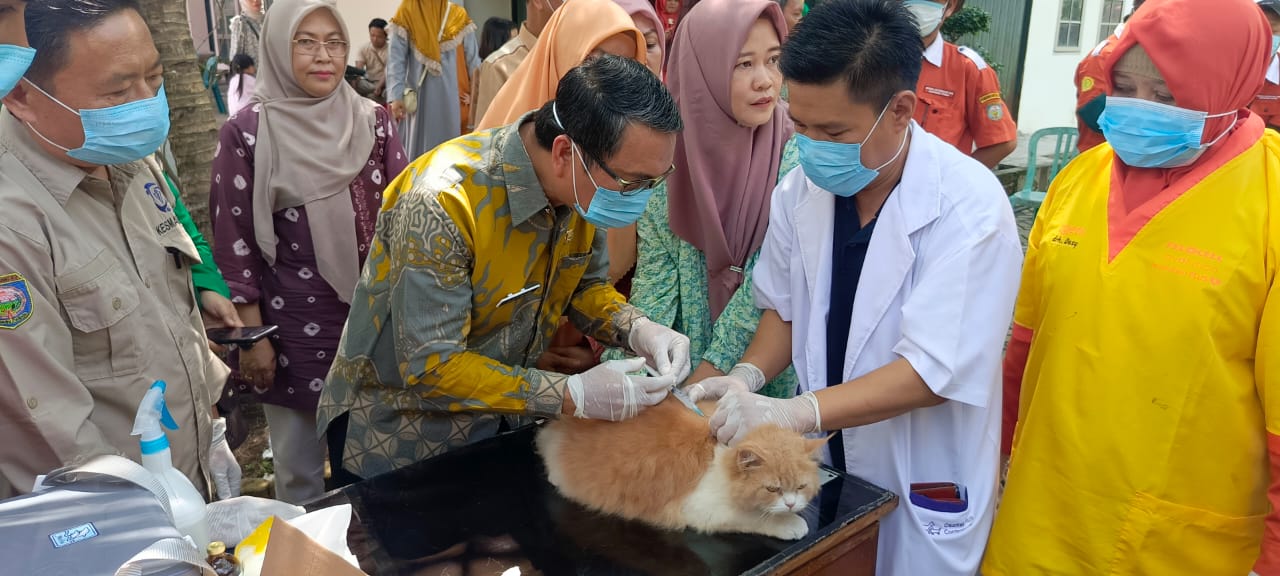 Ratusan Kucing Divaksin Rabies