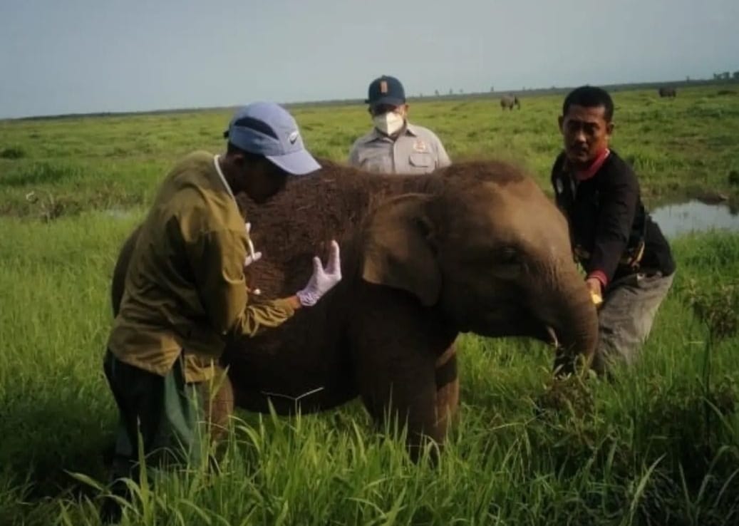 Meresahkan, Gerombolan Gajah Liar Masuk Tulung Selapan Ogan Komering Ilir,  Halo BKSDA Sumsel?