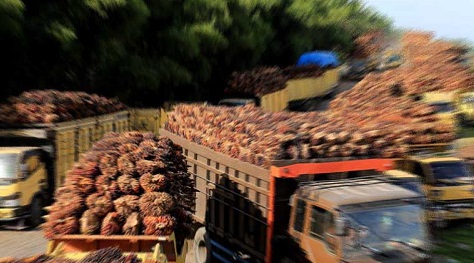 Sepuluh Provinsi Penghasil Sawit Terbesar di Indonesia, Bukan Kalimantan Tapi Di sini 