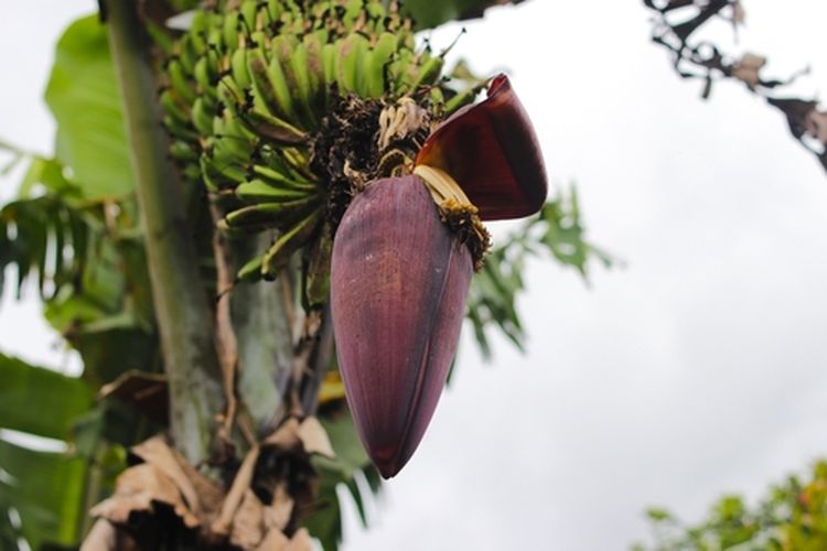 Jantung Pisang Rebus Kaya Akan Serat, dan Solusi Efektif Untuk Turunkan Kolesterol