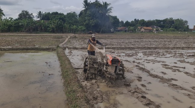 Tetap Optimis di Tengah Harga Pupuk Mahal dan Cuaca Tak Menentu