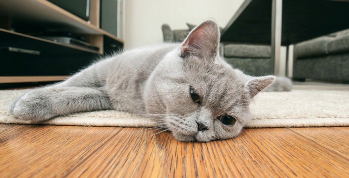10 Ciri Kucing Stres yang Wajib Diketahui Pemilik