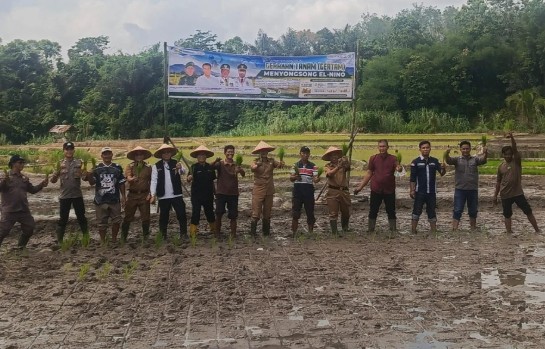 Gerakan Tanam Padi Digencarkan di OKU Selatan, Antisipasi Dampak El Nino
