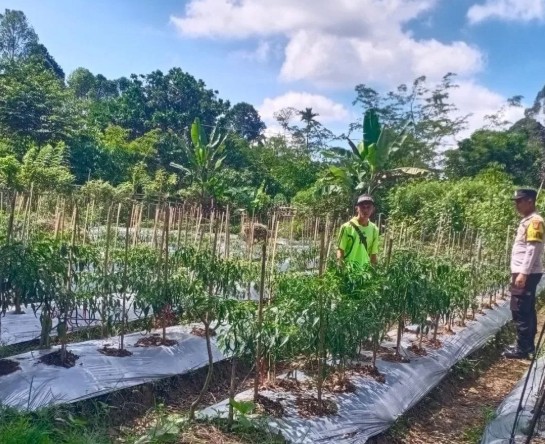 Dukung Ketahanan Pangan Lewat Pendampingan Kebun Cabai Warga