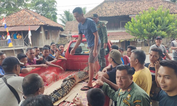 Buaya Muara di Sungai Ogan OKU Sepanjang 2,36 Meter Dibawa ke PRS Palembang