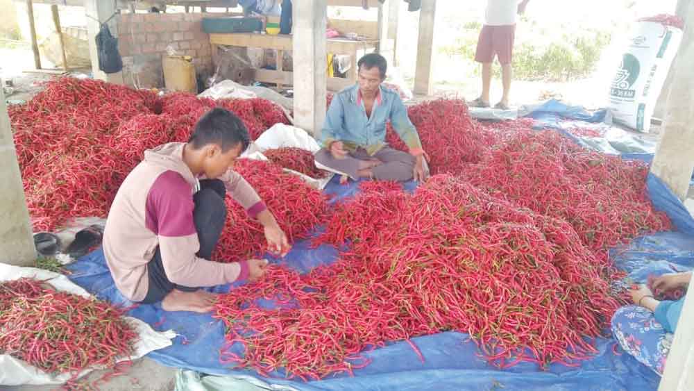 Harga Cabai Merah Anjlok, Cuma Rp10 Ribu per kg