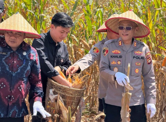 Gelar Panen Raya Jagung, Wujud Nyata Dukung Ketahanan Pangan Nasional