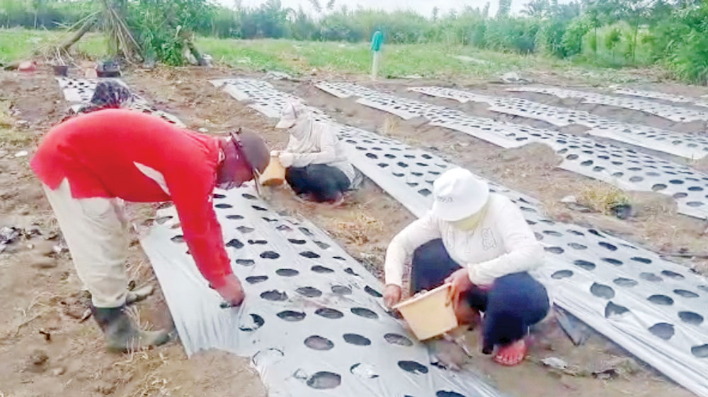 Petani di Ogan Ilir Tak Kapok, Meski Gagal Panen Tetap Pilih Tanam Bawang