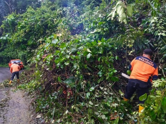 Hujan Deras dan Angin Kencang Sebabkan Pohon Tumbang Tutup Jalan