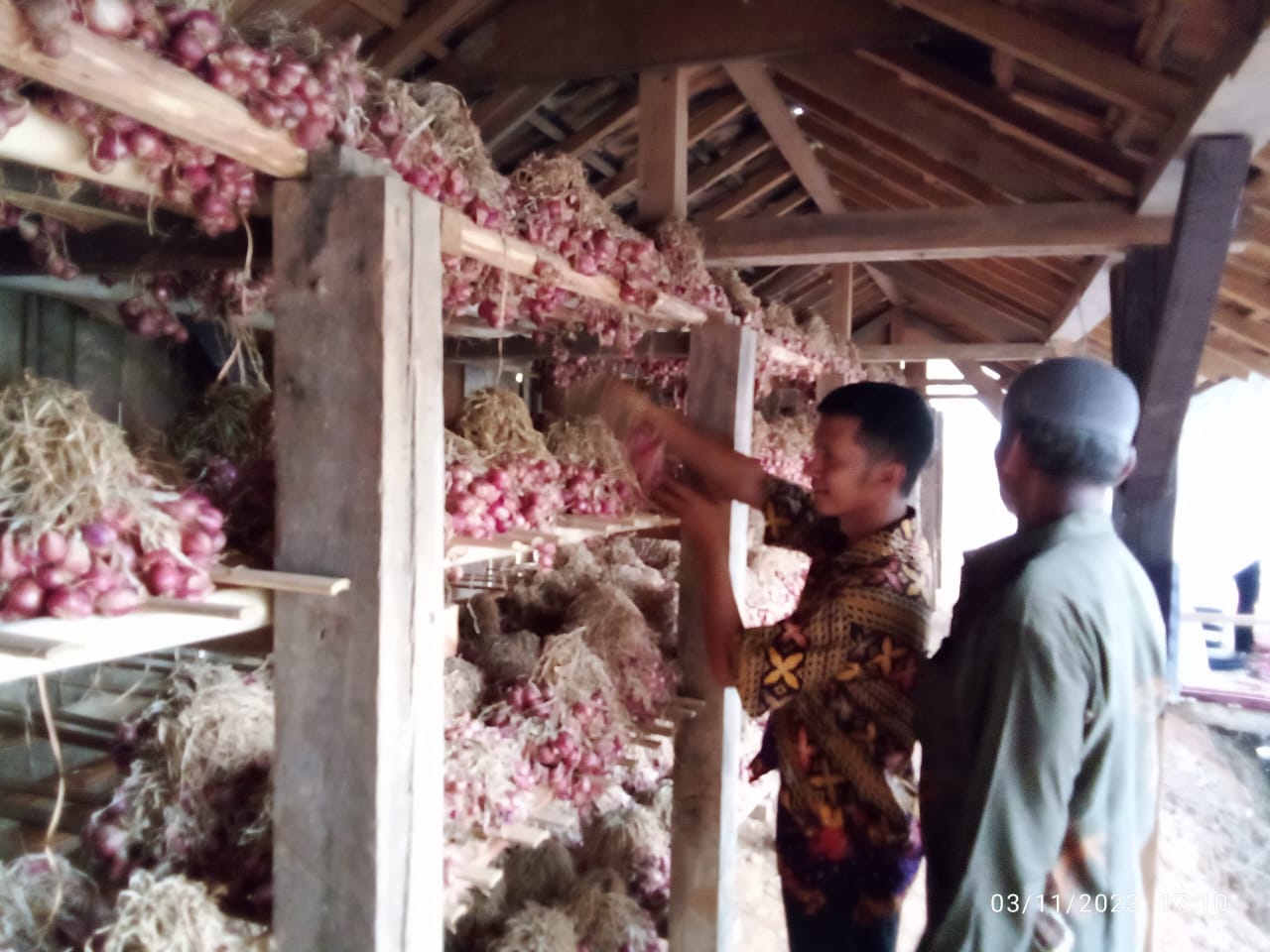 Panen Bawang Bisa Capai 11 Ton di Desa Tungku Jaya