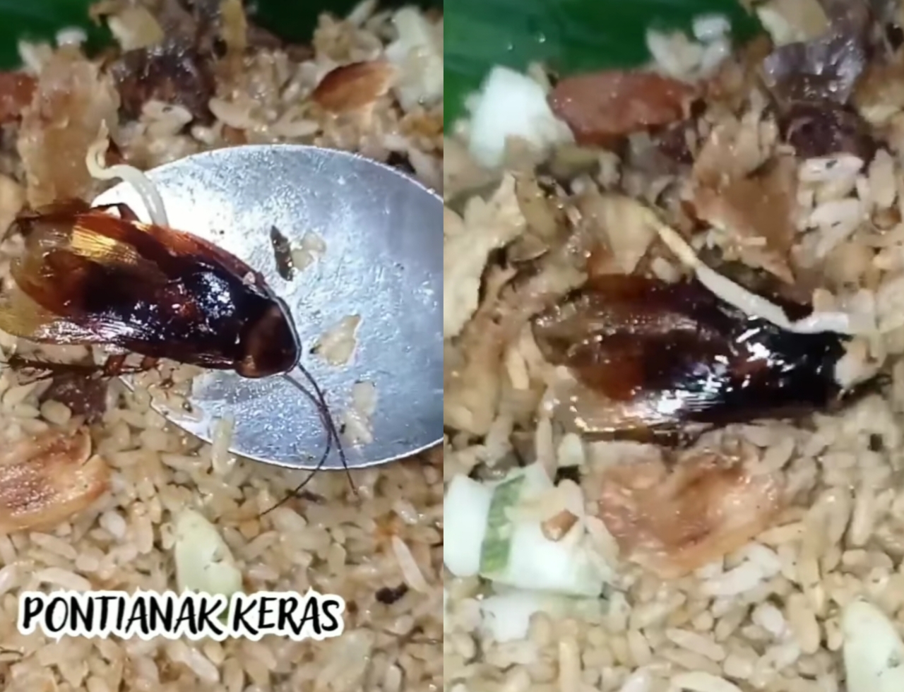 Viral Video Nasi Goreng Kecoa di Pontianak, Duh Gimana bahayanya untuk kesehatan?