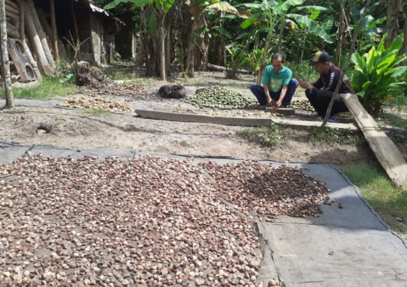 Harga Pinang Anjlok, Petani di OKU Selatan Enggan Panen dan Biarkan Buah Berserakan