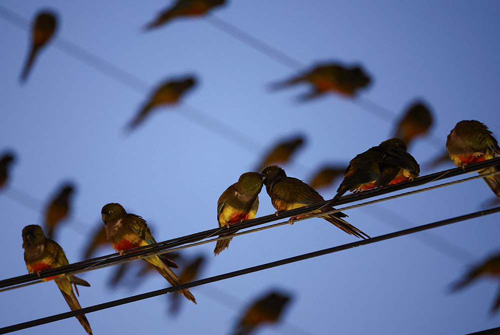 Invasi Ribuan Burung Parrot Bikin Warga Hilario Ascasubi Pusing