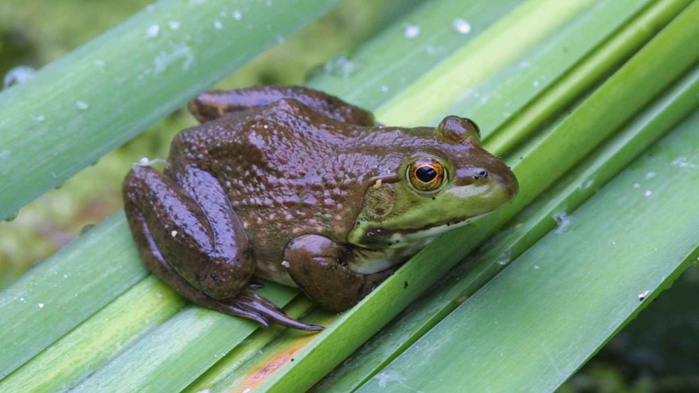 Katak dan Ular Picu Kerugian Ekonomi Dunia Rp237 T