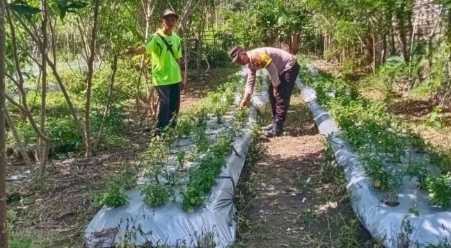 Dorong Warga Tanam Cabai di Pekarangan untuk Ketahanan Pangan