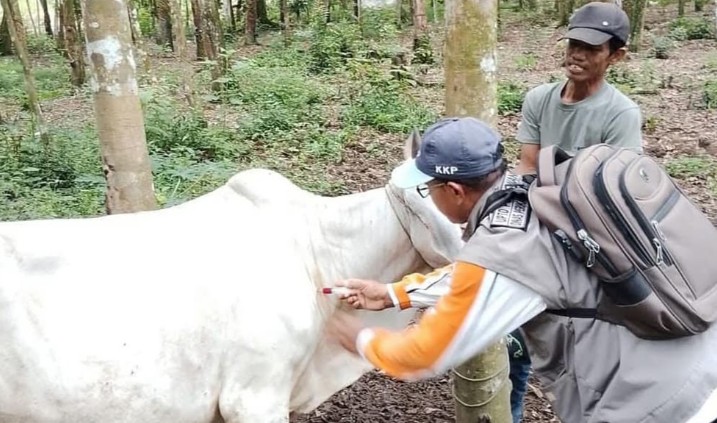 Berikan Vitamin untuk Ternak di Tengah Cuaca Ekstrem