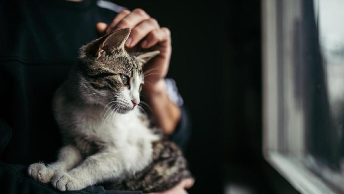 Inilah 5 Janji Allah SWT untuk Orang yang Hobi Memelihara Kucing